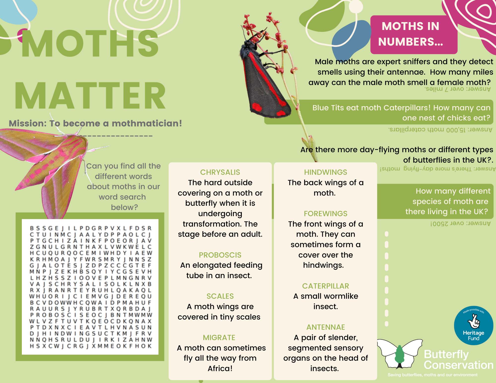 Butterfly and Moth Quiz