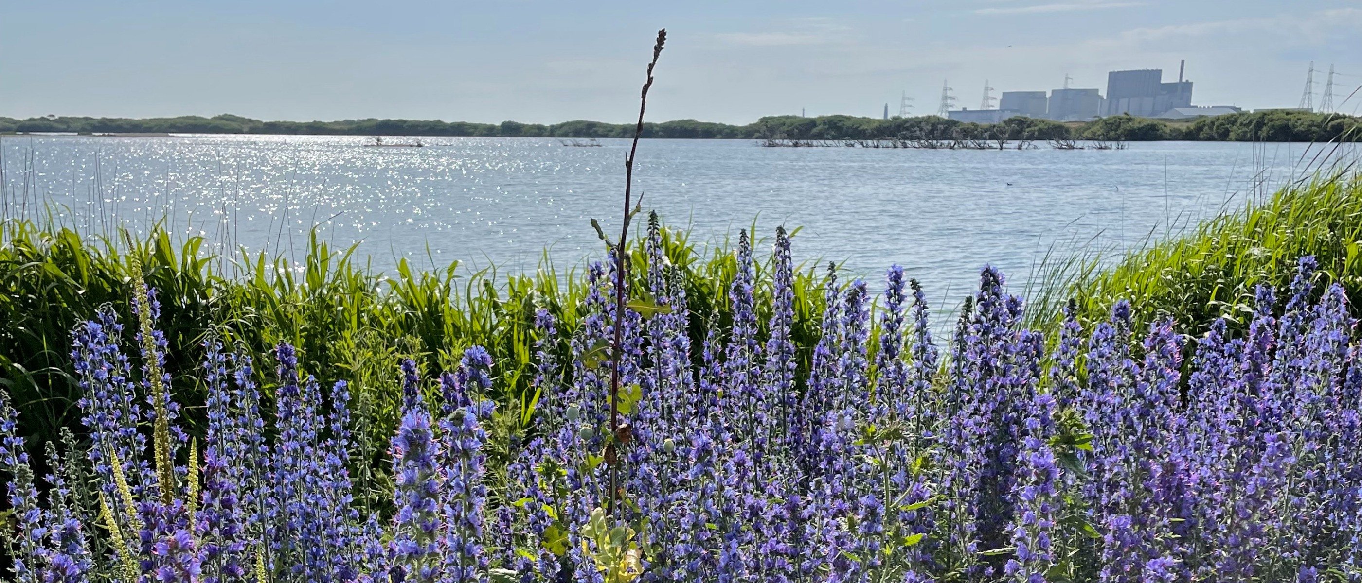 RSPB: Wonderful Wildflowers & Guided Walk